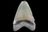 Serrated, Fossil Megalodon Tooth #72483-1
